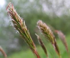 Attēlu rezultāti vaicājumam “Anthoxanthum odoratum fruit”