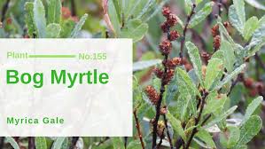 Attēlu rezultāti vaicājumam “Myrica gale leaf”