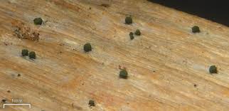 Attēlu rezultāti vaicājumam “Microcalicium disseminatum”