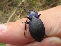 Attēlu rezultāti vaicājumam “Carabus violaceus”