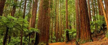 Image result for bohemian club