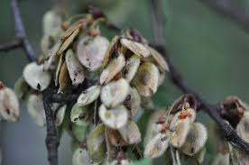 Attēlu rezultāti vaicājumam “Ulmus laevis flower”