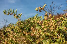 Attēlu rezultāti vaicājumam “Nicandra physalodes fruit”