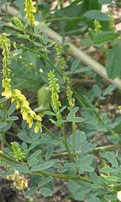Attēlu rezultāti vaicājumam “Melilotus officinalis”