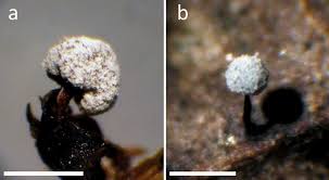 Attēlu rezultāti vaicājumam “Didymium bahiense spores”