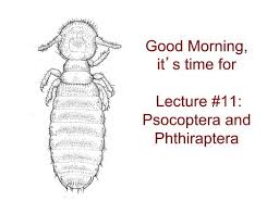 Attēlu rezultāti vaicājumam “Psocoptera”