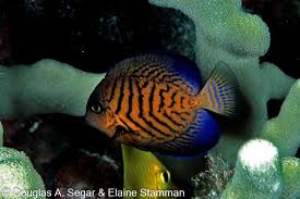 Image result for Ctenochaetus hawaiiensis