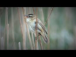 Attēlu rezultāti vaicājumam “Acrocephalus schoenobaenus adult”