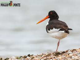 Attēlu rezultāti vaicājumam “Haematopus ostralegus adult”
