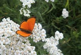 Attēlu rezultāti vaicājumam “Lycaena virgaureae underside”