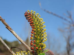 Attēlu rezultāti vaicājumam “Salix purpurea male flower”