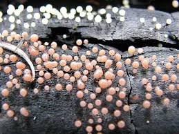 Attēlu rezultāti vaicājumam “Comatricha nigra macro”