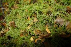 Attēlu rezultāti vaicājumam “Eurhynchium praelongum”