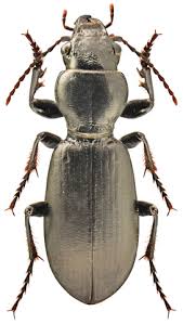 Attēlu rezultāti vaicājumam “Broscus cephalotes”
