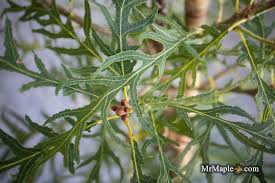 Attēlu rezultāti vaicājumam “Quercus robur leaf”