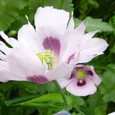 Image result for Papaver somniferum White Cloud
