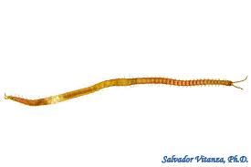 Attēlu rezultāti vaicājumam “Geophilidae”