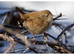 Attēlu rezultāti vaicājumam “Troglodytes troglodytes”