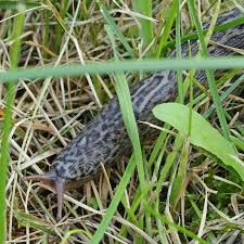 Attēlu rezultāti vaicājumam “Lophozia laxa macro”