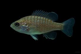 Image result for Lepomis cyanellus