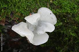 Attēlu rezultāti vaicājumam “Pseudohydnum gelatinosum”