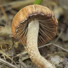 Attēlu rezultāti vaicājumam “Neocudoniella albiceps”