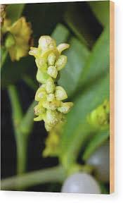 Attēlu rezultāti vaicājumam “Viscum album female flower”