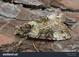 Attēlu rezultāti vaicājumam “Anaplectoides prasina”