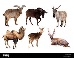 Attēlu rezultāti vaicājumam “Artiodactyla”