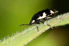 Attēlu rezultāti vaicājumam “Tritomegas bicolor imago”