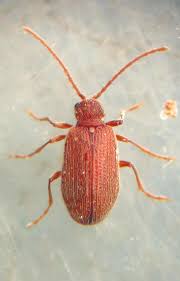 Attēlu rezultāti vaicājumam “Ptinus sp. male”