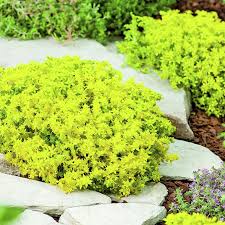 Image result for Mauerpfeffer