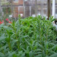 Image result for Hyssopus officinalis