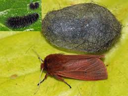 Attēlu rezultāti vaicājumam “Phragmatobia fuliginosa imago”