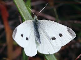 Attēlu rezultāti vaicājumam “Pieris rapae male”