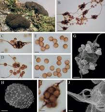 Attēlu rezultāti vaicājumam “Brefeldia maxima plasmodium”