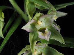 Attēlu rezultāti vaicājumam “Epipactis helleborine”