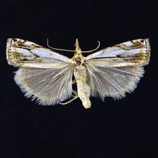 Attēlu rezultāti vaicājumam “Crambus hamella”