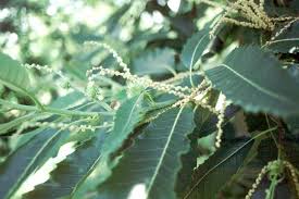 Attēlu rezultāti vaicājumam “Castanea sativa  leaf”