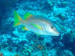 Image result for Lutjanus apodus