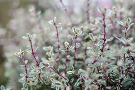 Attēlu rezultāti vaicājumam “Thymus vulgaris leaf”