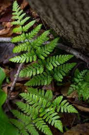 Attēlu rezultāti vaicājumam “Dryopteris carthusiana”