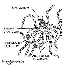 Attēlu rezultāti vaicājumam “Chara aspera male”