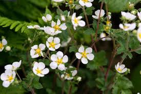 Image result for Potentilla recta