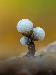 Attēlu rezultāti vaicājumam “Physarum album macro”