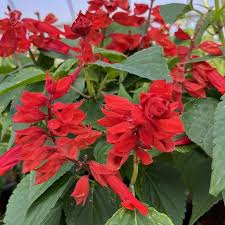 Image result for Salvia splendens