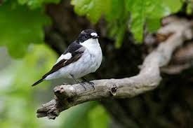 Attēlu rezultāti vaicājumam “Ficedula hypoleuca male”