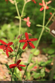 Attēlu rezultāti vaicājumam “Silene borysthenica flower”