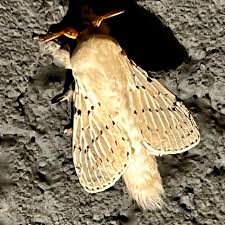 Attēlu rezultāti vaicājumam “Cribraria martinii”