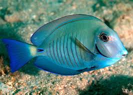 Image result for Acanthurus chirurgus